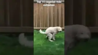 TOP CAGADAS MAS EXTREMAS 🤑 #humor #memes #short #viral #xd #perro #tormenta #lol