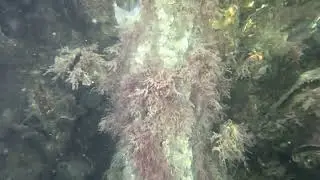 Marine growth sample during inspection