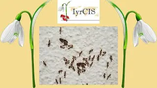 𝑪𝒂𝒕𝒂𝒈𝒍𝒚𝒑𝒉𝒊𝒔 𝐬𝐩𝐩. ant communities recovery by removing conditions for the invasive 𝘓𝘪𝘯𝘦𝘱𝘪𝘵𝘩𝘦𝘮𝘢 𝘩𝘶𝘮𝘪𝘭𝘦
