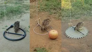 Amazing Bird Trap in Action &ndash; Simple Thread, Real Catch #EffectiveTraps