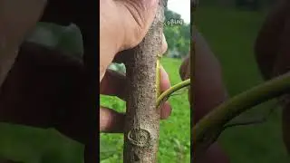 first steps in grafting #cangkok #stek #nature #treeplant #fruittree #avocadografting