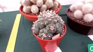 The Northern Ireland Cactus & Succulent Show at the Rose Festival - VLOG
