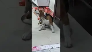 Deewangi sar pe chadh ke bole#Jeenu the beagle #video #viral #vlog#trending #love #cute #shorts# fyp