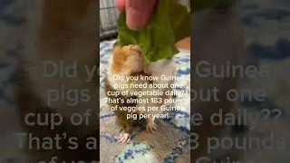That&rsquo;s a lot of veggies! 🍄🌱 #animals #guineapig #fypシ #cute #veggies #trending #guineapigeating