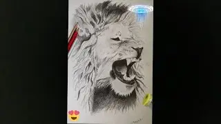 Lion realistic pencil drawing 🦁