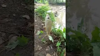 mancing strek ikan nilem