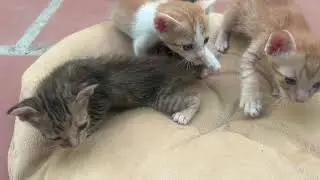 Watch! how stray mother cat fights to keep her kittens alive #kitten #cat @TheStrayCatsandKittens