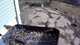 I know Starlings need to eat too. But they come in flocks and push other birds, Pigs with wings. 🐖