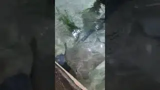 Cownose Ray Makes a Splash!