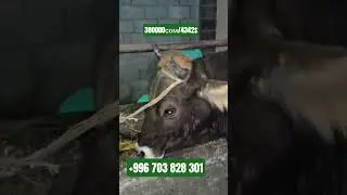 кунажын сатылат 1туут желин салып турат боюу 1.40 баасы 380000сом Сокулукта+996 703 828 301