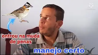 manejo certo para tico-tico na muda de penas. dicas importantes