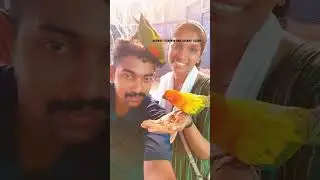 parrot feeding in aviary 😍#shorts #shortsvideo #fishing #fish #birds #aviary #parrot