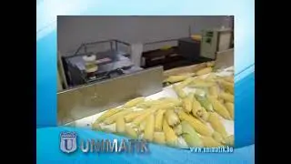 Sweet Corn processing line / Kukorica feldolgoz&oacute; vonal