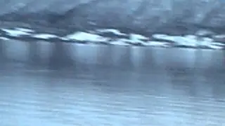 Otter in Balsfjord (Norway, Troms)