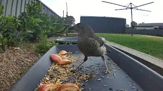 Australian bird feeder cam | 10/12/25 | wild birds | funny | Rainbow Lorikeets | Galahs and more