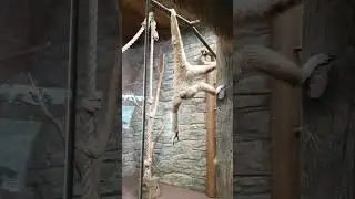 обезьяны в тренде #monkeys #animals #life #животные #зоопарк зоопарк #топ #тренды