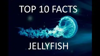TOP 10 Facts about JELLYFISH