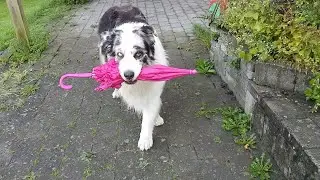 Dog Umbrella Dance || ViralHog