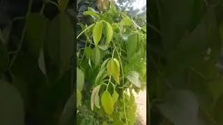 Biriyani Leaf Tree | Bay Leaf Tree #biriyani #leaf #shorts