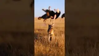 Ostrich Mother Strikes Again &mdash; Wolf Never Outsmarts Her #wildlife #nature #predators