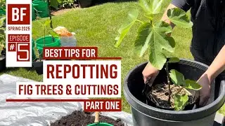 BF: Spring 2025 Epi#5 // BEST TIPS for REPOTTING FIG trees & CUTTINGS // Bonus: COMPOST TEA #figs
