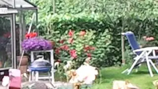 Martin Beim Rasenmaehen
