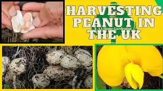 Harvesting Peanut in the UK #growpeanutsuk21