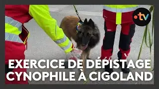 S&eacute;curit&eacute; civile : exercice de d&eacute;pistage cynophile &agrave; Cigoland