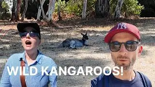 First timers in Perth Australia | Spotting kangaroos - UNBELIEVABLE! | Gillian has all the facts