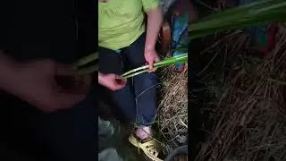 БОЛОТНАЯ  ОСОКА