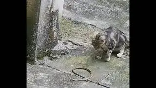 cat and snake rivalry
