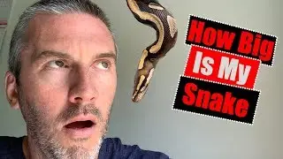 This Is The Size Of A Two Year Old Ball Python!!