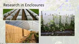 Seed Production in Cages: Challenging, Fun and Rewarding