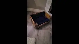 dog bed, large dog bed, best dog beds, raised dog bed, elevated dog bed, calming dog bed