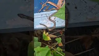 Banded Kukri Snake