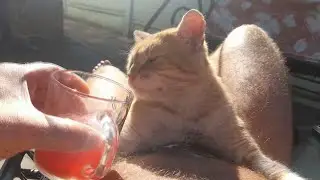 Why Cats Love to Lie on People | cats feel safe with the people they trust