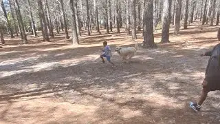 Hide and seek in the forest🙈