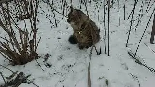 Котик