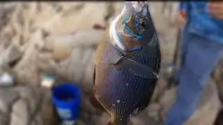 Rainbow Perch Caught in Pacific Grove, CA