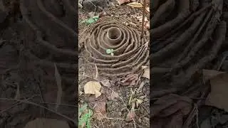 Ant engineering #trekker #shorts #youtubeshorts #nature