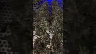 Banana Purple Punch RF3 ist im Cannatrol . Eine Autoflower von Fast Buds🔥