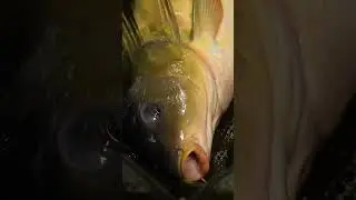 ❄️ ПЕРВАЯ КАРПОВАЯ ВЫЛОВКА НА ДОДДИНГТОН-ЛЕЙН В МОЗЗЕ! #dnabaits #carpfishing #shorts #fishing
