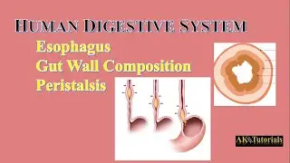 Lec 05: Esophagus, Gut Wall Composition, Peristalsis || Human Digestive System