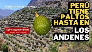 Perú cultiva paltos hasta en los andenes incas