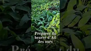 Pr&eacute;parez du beurre d'ail des ours #cueillette #plantessauvages #recettefacile #d&eacute;licieux #lanature