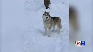 Family of dog shot, killed offering reward for information