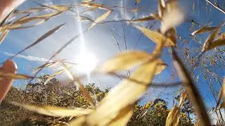forest reflection