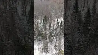Mini 5 Pro Cinematic Winter Forest Footage vertical  #dronevideo #shorts #dji #djimini5pro