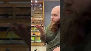Ловля дикого зверя на живца #питомцы