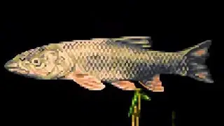 SFC FISHING GAME Kawa no Nushi Tsuri 2 Tribolodon brandti 釣りゲーム 川のぬし釣り2 マルタ 釣魚遊戲 川釣太郎2 釣魚太郎2 雜食三齒雅羅魚